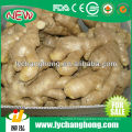 2014 Nouveau 13.6kgs / pvc ctn Air Dried Ginger pour le marché britannique